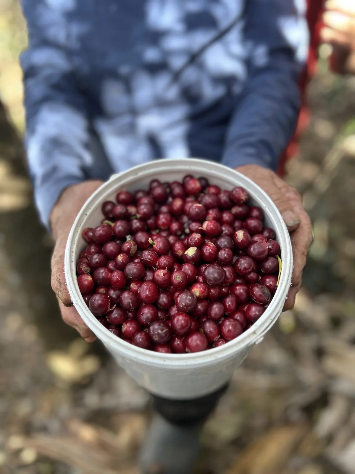 Coffee cherries picked by hand, Ecuador