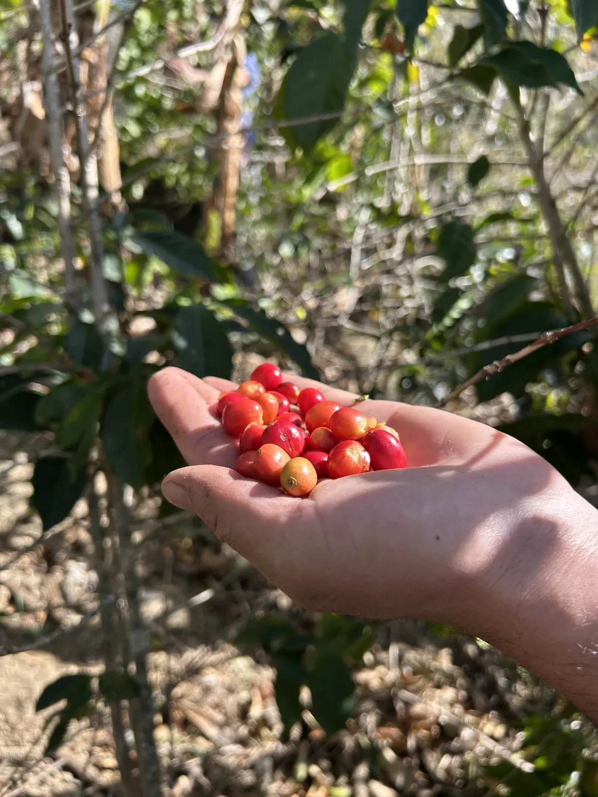 Ripe coffee cherries held in a hand, Loja, Ecuador
