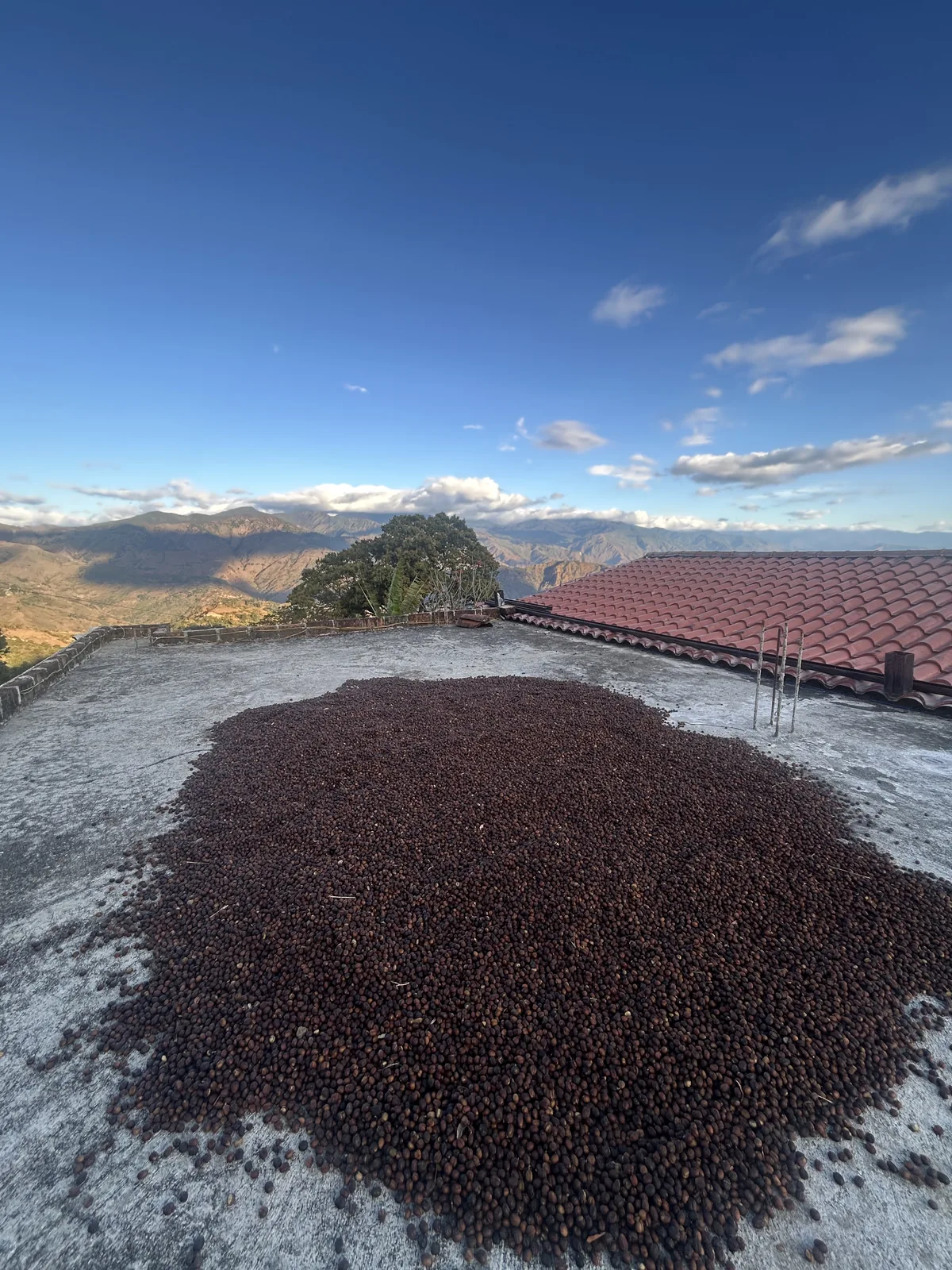 Coffee cherries drying on a patio above the valley, Loja, Ecuador